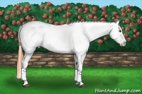 Horse Color:Bay Snowcap 