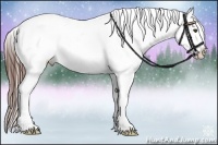 Horse Color:Brown Appaloosa