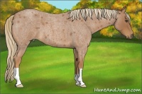 Horse Color:Red Roan 