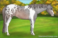 Horse Color:Brown Sabino Tobiano Appaloosa