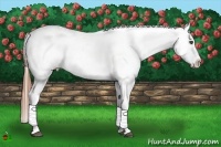 Horse Color:Brown Appaloosa Brindle
