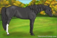 Horse Color:Smoky Black 
