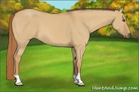 Horse Color:Red Dun 