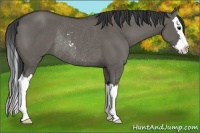 Horse Color:Grullo Sabino Splash Rabicano