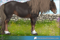Horse Color:Liver Chestnut 