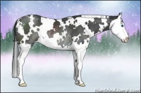 Horse Color:White Spotted Black Splash Rabicano 