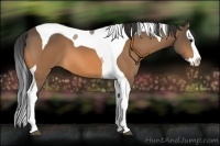 Horse Color:Buckskin Splash Tobiano