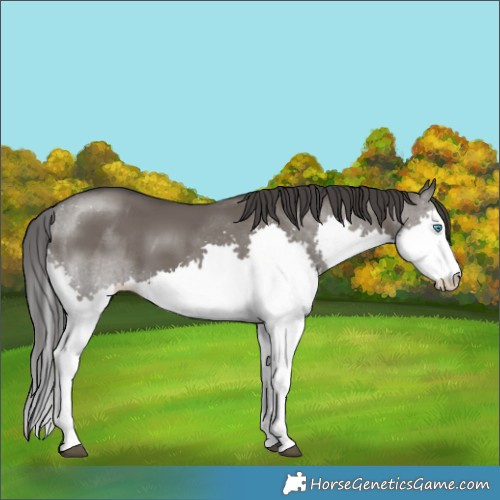 Horse Color:Smoky Grullo Splash