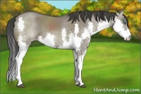 Horse Color:Smoky Grullo Splash