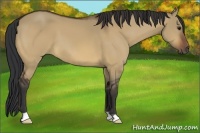 Horse Color:Bay Dun