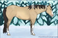 Horse Color:Amber Champagne Dun Splash Tobiano