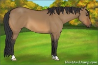 Horse Color:Bay Dun
