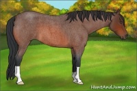 Horse Color:Bay Roan 