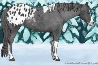 Horse Color:Black Splash Tobiano Blanket 