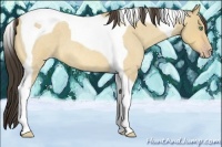 Horse Color:Amber Cream Champagne Roan Dun Tobiano