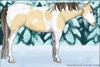 Horse Color:Amber Cream Champagne Dun Splash Tobiano