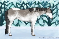 Horse Color:White Spotted Grullo Roan Tobiano