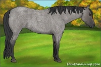 Horse Color:Grullo Roan 