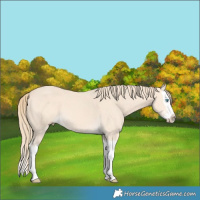 Horse Color:Perlino Splash