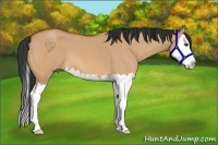 Horse Color:Bay Roan Dun Splash