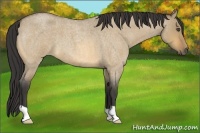 Horse Color:Buckskin Roan Dun 