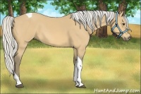 Horse Color:Silver Buckskin Tobiano 