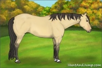 Horse Color:Buckskin Dun