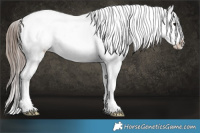 Horse Color:Black Tobiano Appaloosa 