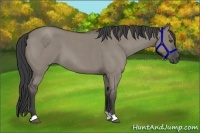 Horse Color:Smoky Grullo Roan 
