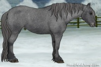 Horse Color:Black Appaloosa