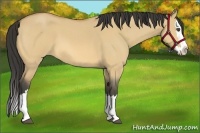 Horse Color:Buckskin Roan Dun Splash