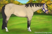 Horse Color:Buckskin Roan Dun 