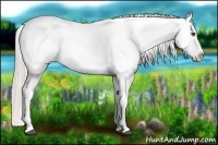 Horse Color:Silver Bay Appaloosa 