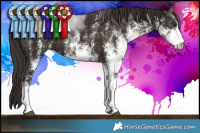 Horse Color:White Spotted Liver Chestnut