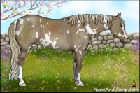 Horse Color:White Spotted Liver Red Dun Sabino 