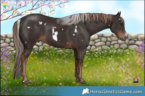 Horse Color:White Spotted Liver Chestnut Sabino 