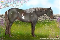 Horse Color:White Spotted Liver Chestnut Sabino 