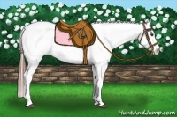 Horse Color:Chestnut Appaloosa 