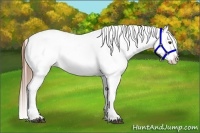 Horse Color:Chestnut Splash Varnish Rabicano 