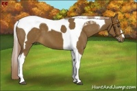 Horse Color:Chocolate Palomino Tobiano 