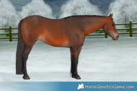 Horse Color:Brown 