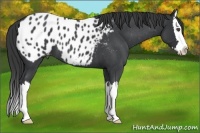Horse Color:Blue Roan Splash Appaloosa
