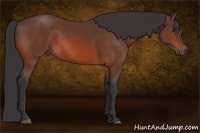 Horse Color:Bay 