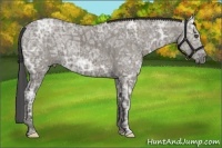 Horse Color:Smoky Grullo Ice Sabino  Brindle