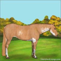 Horse Color:Palomino Sabino  Brindle
