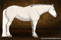 Horse Color:Cremello Sabino  Brindle
