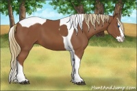 Horse Color:Chestnut Splash Tobiano