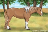 Horse Color:Unknown 