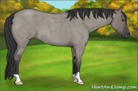 Horse Color:Grullo Roan 