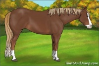 Horse Color:Chestnut Splash 